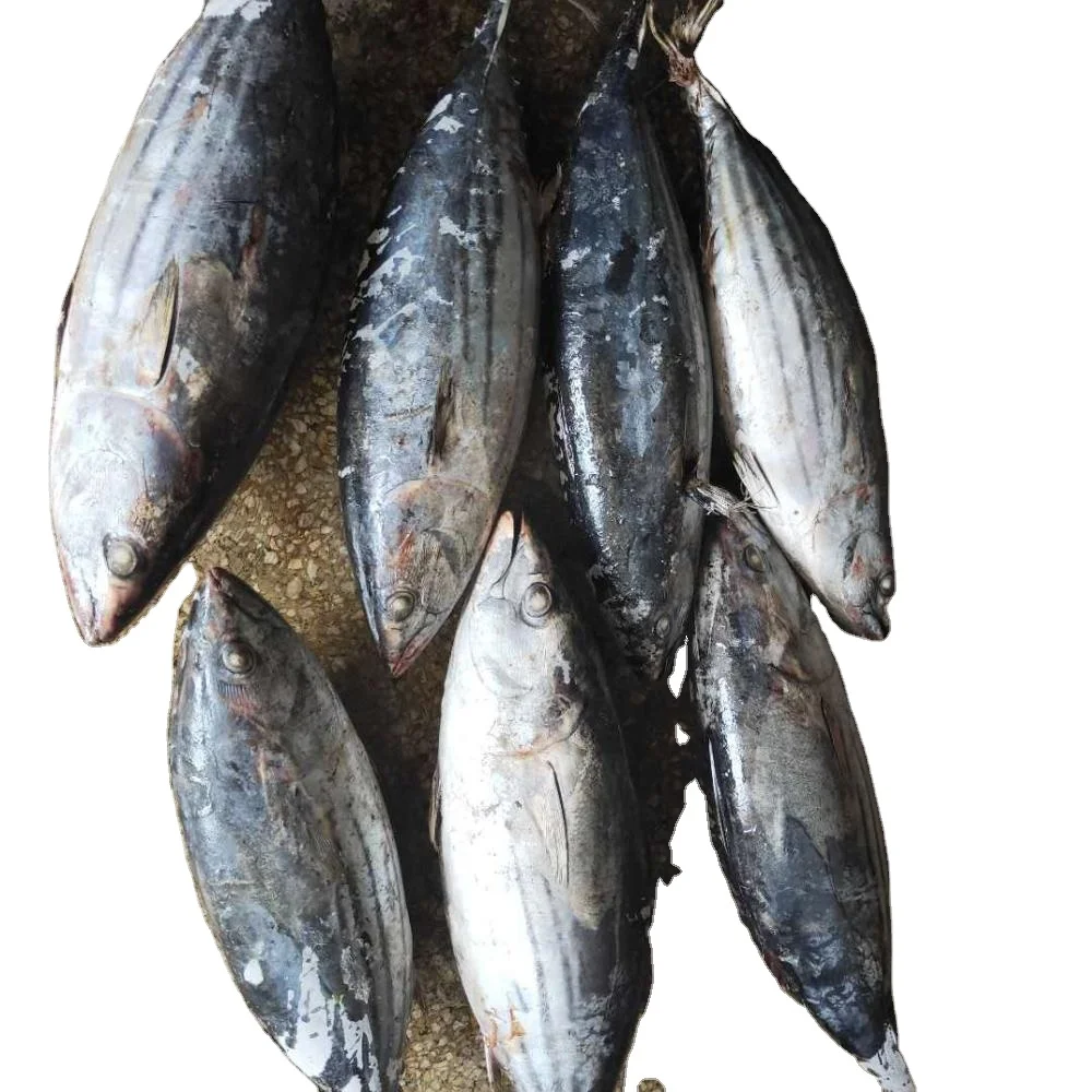 Best Quality Custom Made Wholesale Factory Price Frozen Atlantic Salmon Fish