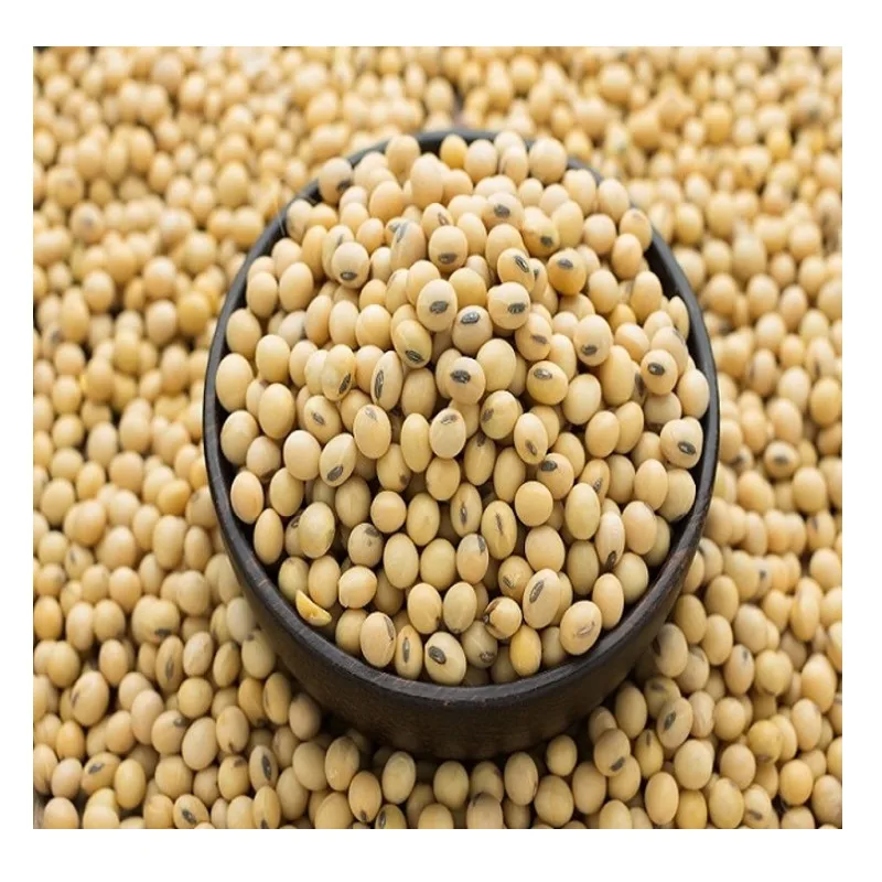 100% Organic Soybeans NON-GMO Soya Beans  at Wholesale Price