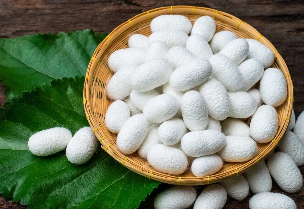Wholesale Vietnam factory silk fiber silkworm 100% Natural silkworm cocoon for beauty-Quality silk fiber