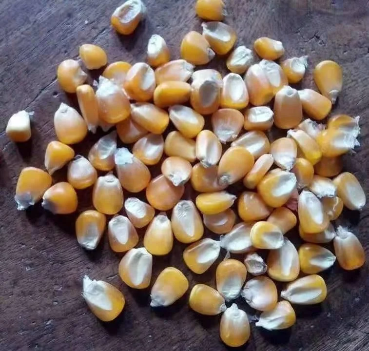 Top Quality Export GMO Yellow Corn White Corn Air Dried Agriculture Kernel Corn Moisture Organic Exporter Agrilculture
