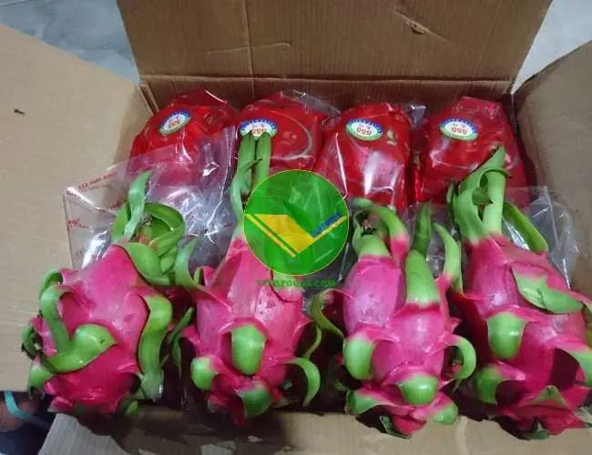 Fresh and clean Vietnamese Dragon Fruit The Perfect Choice Bringing Natural Flavor to You and buyer