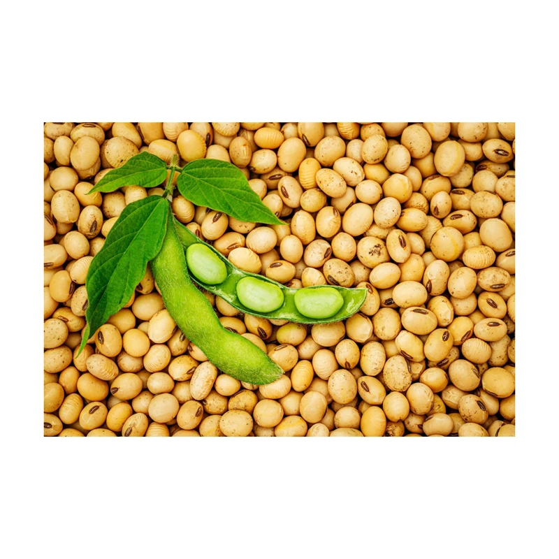 Лучшее качество Non GMO поставщик сои