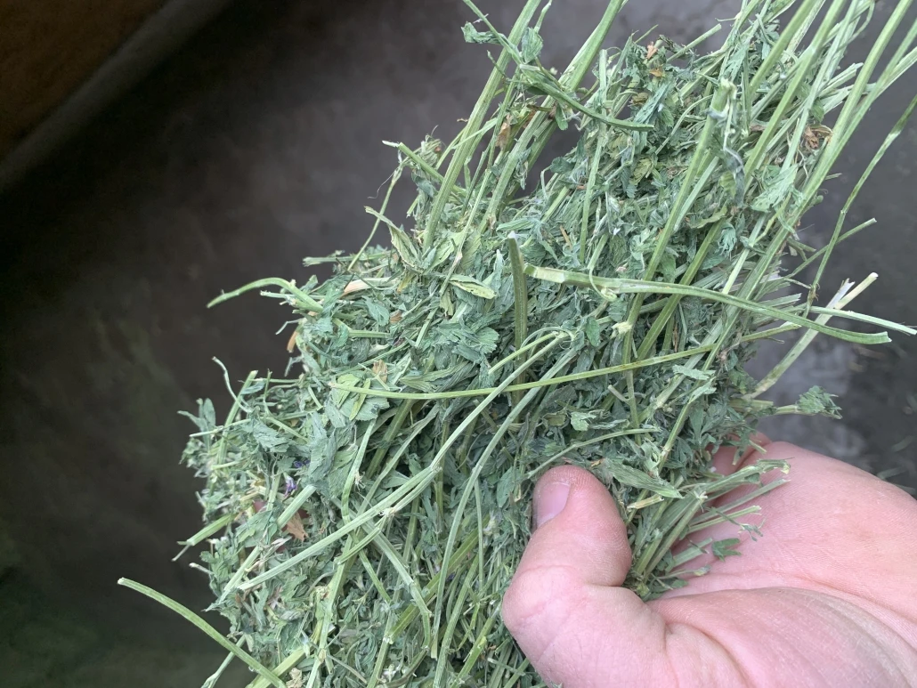 Alfalfa3.jpg
