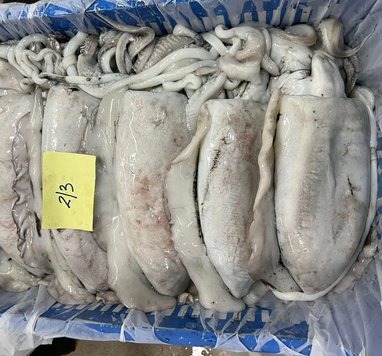 FROZEN CUTTLEFISH GOOD QUALITY OMAN ORIGIN
