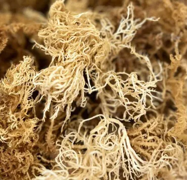 HIGH QUALITY SEA MOSS FROM VIETNAM SUPPLIER WITH THE BEST PRICE/ Wild crafted Irish Sea moss origin Ninh Thuan, Vietnam