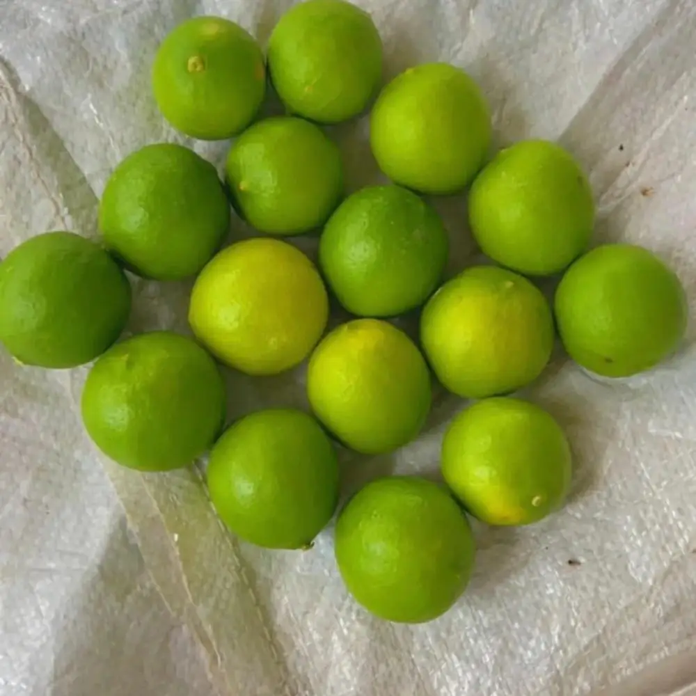 Fresh Organic Lemon Crop EU Harvest Seedless New Crop Healthy Green Fruit Lemon Juice Cocktails 10kg Cartons Natural Healthy