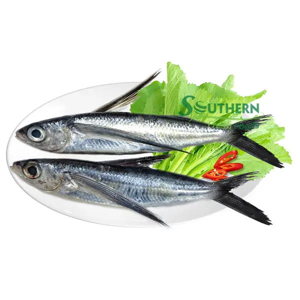 Wild Caught SFF Usage style IQF package custom support price reasonable sea food Frozen Flying Fish WR Sea Fish from Vietnam
