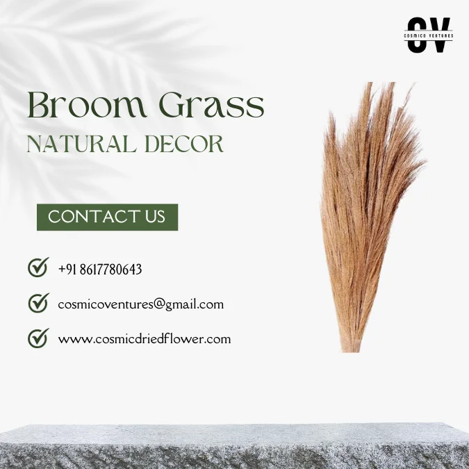 High Quality Wholesale Natural Broom Grass for DIY, Events Decor & Other Dried Flower Decor