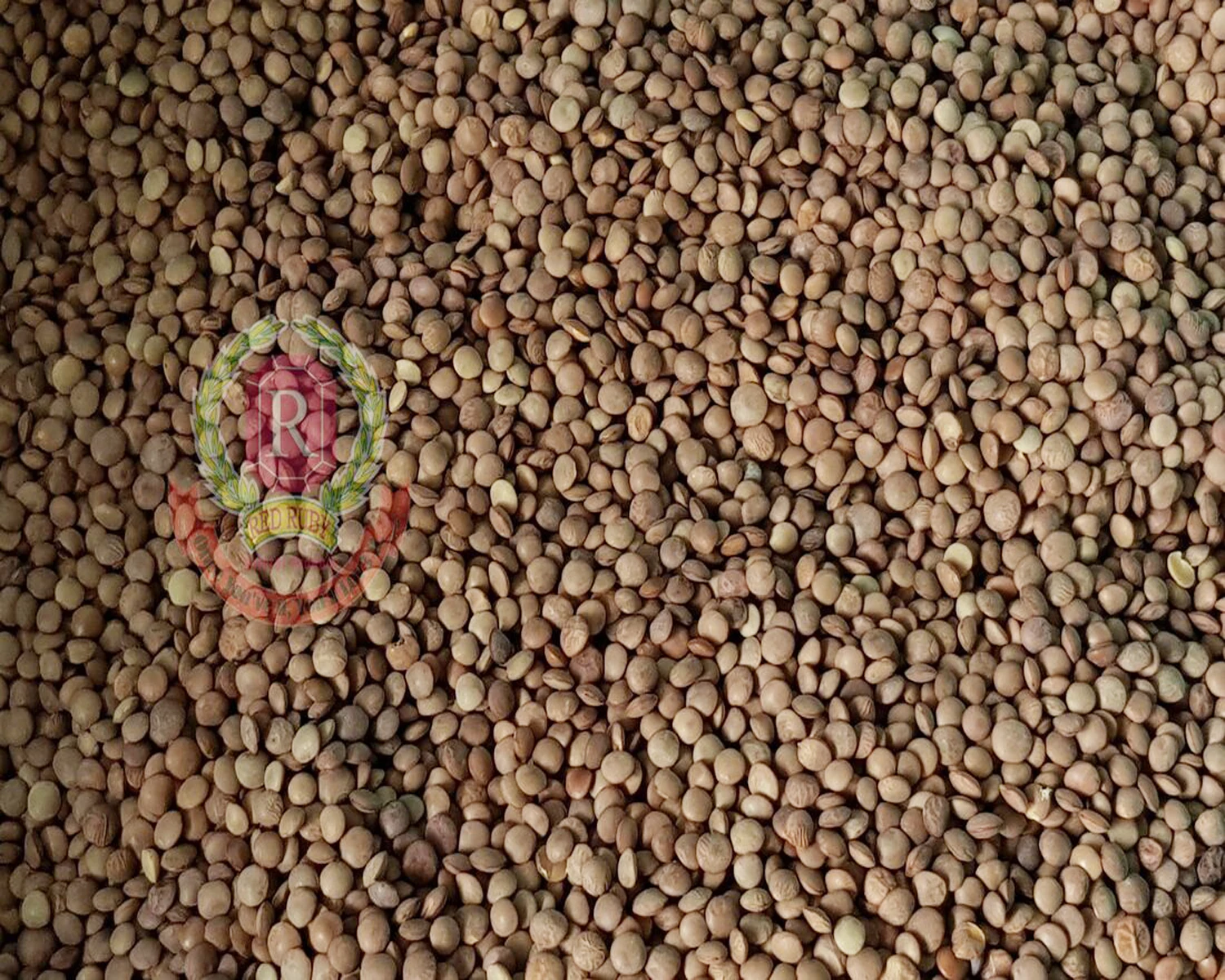 Brown Lentils / Masoor Brown(Whole)