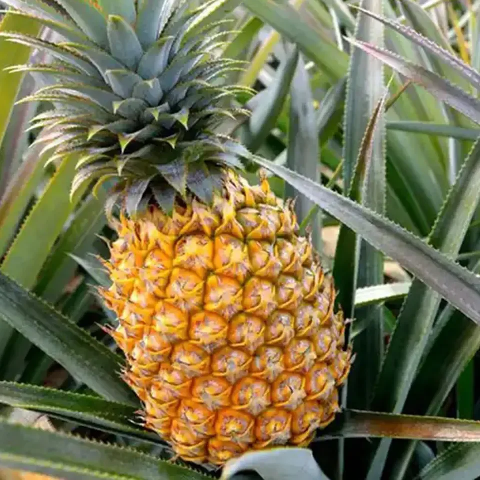Export Quality Natural Fresh Sourness Beautiful Golden Color Super Sweet Fresh Pineapple