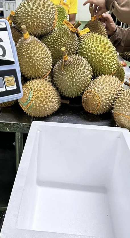 Малазийский дуриан Musang King D197 Pahang Raub, свежий дуриан король фруктов, тропические фрукты Дуриан