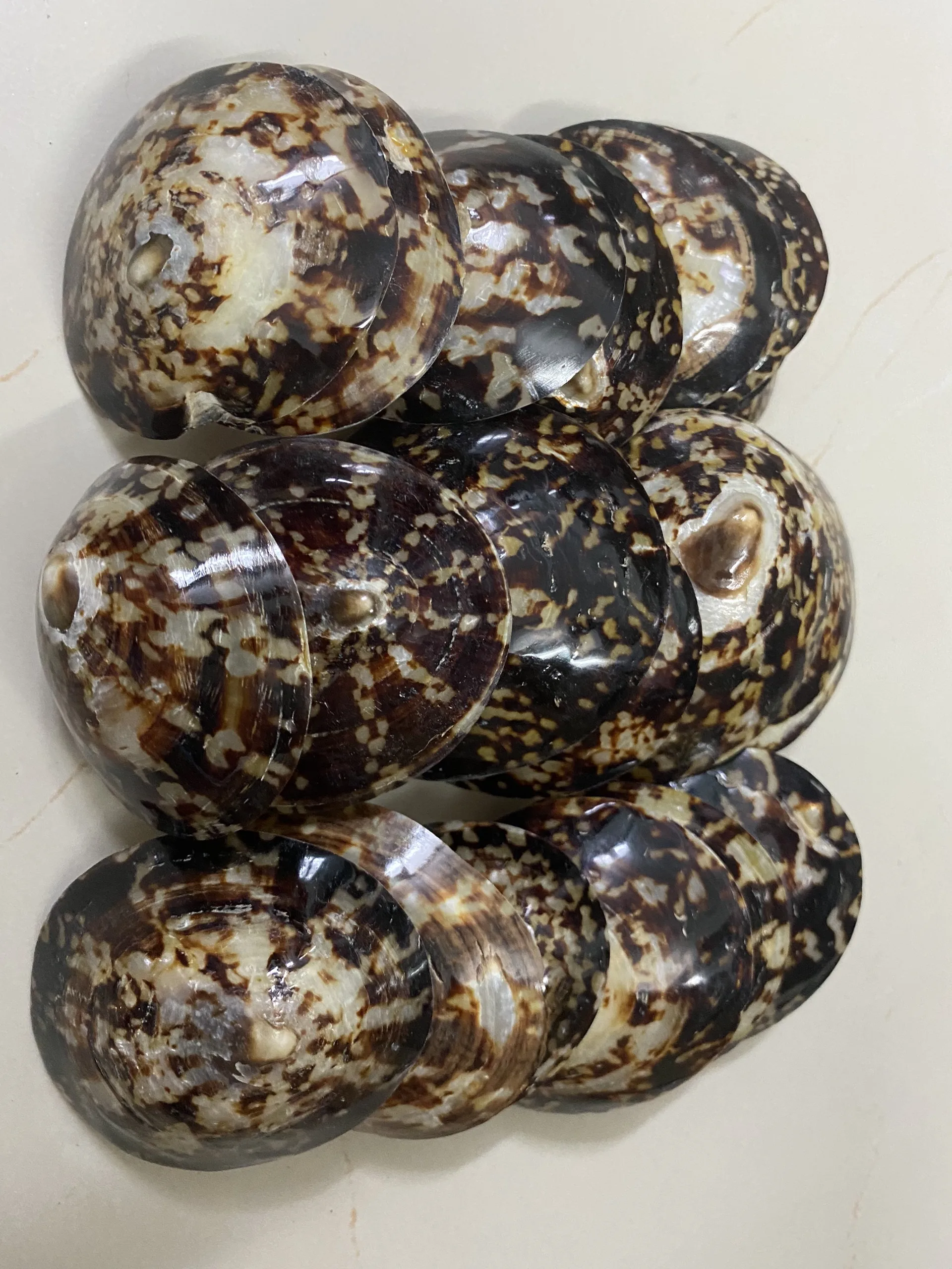 Высококачественная раковина морская Limpet Murex Operculum с конкурентоспособной ценой из Вьетнама для покупателя