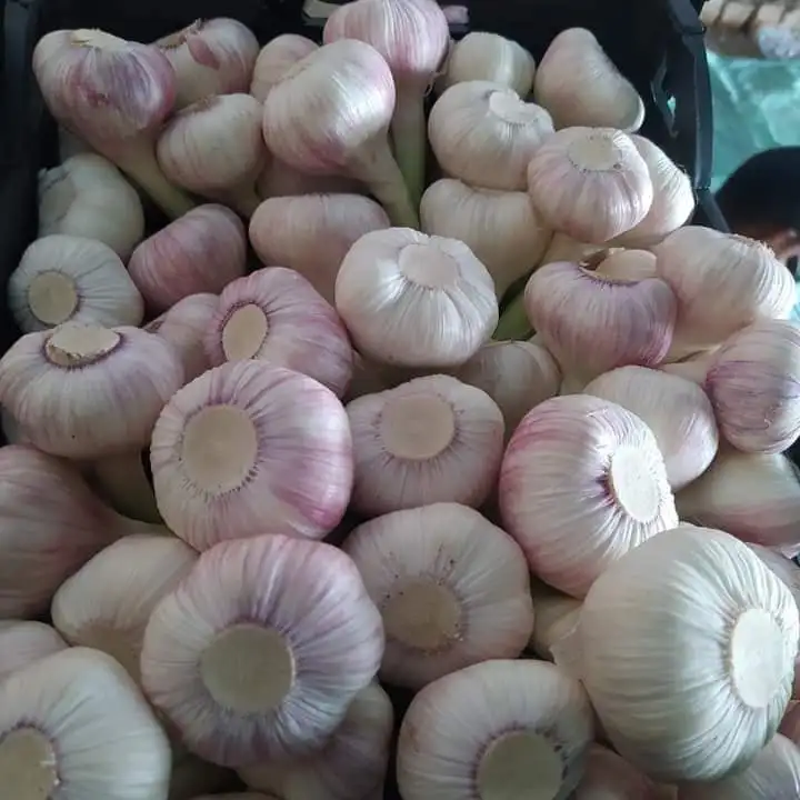 Garlic Fresh Normal White Nice Garlic