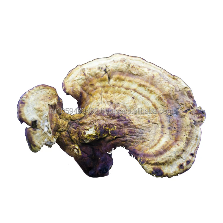 Reishi mushroom whole organic Siberian product high quality reliable supplier hot sale reishi mushroom