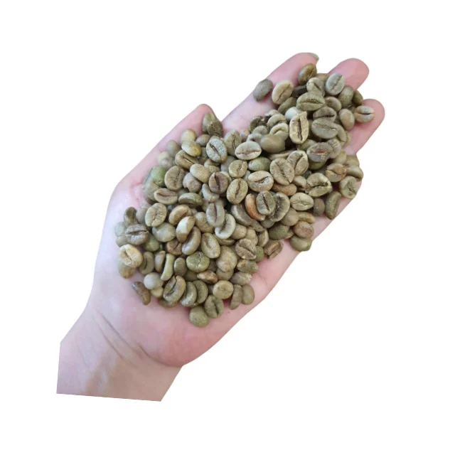 Aromatic Robusta Coffee Beans Vietnam Green Coffee Beans Made in Vietnam Bean ISO22000 2018 High Quality 18 Drink Premium Grade
