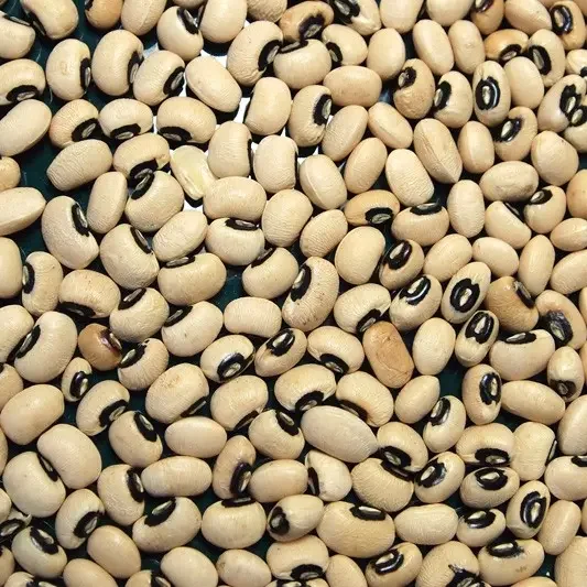 Solid Natural Black Eye White Beans Cowpea Beans Organic Black Eye White Beans for Sale