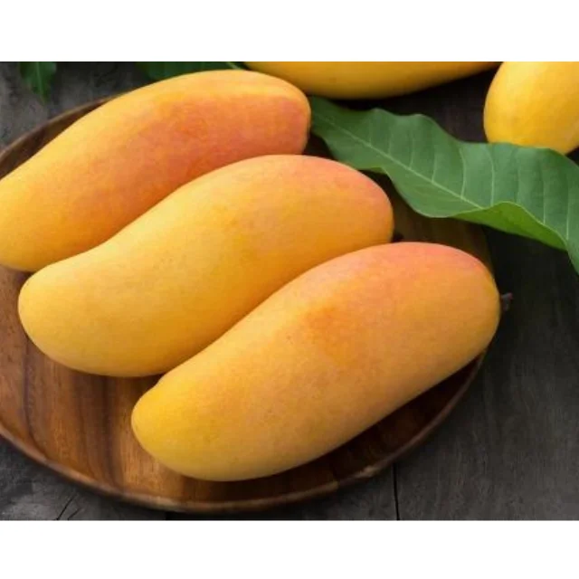 Thai fresh mangos 100% High Quality - Thailand origin premium grade (Mahachanok direct from farm)