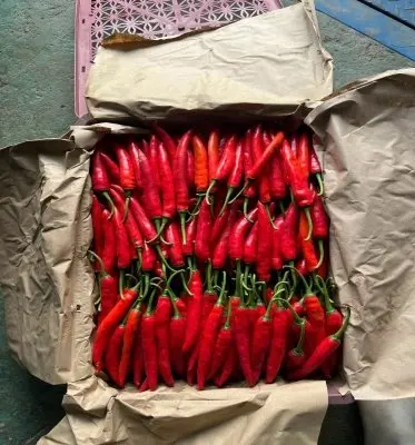 Red chili peppers Fresh chili peppers spicy food Organic chili peppers from vietnam manufacturer