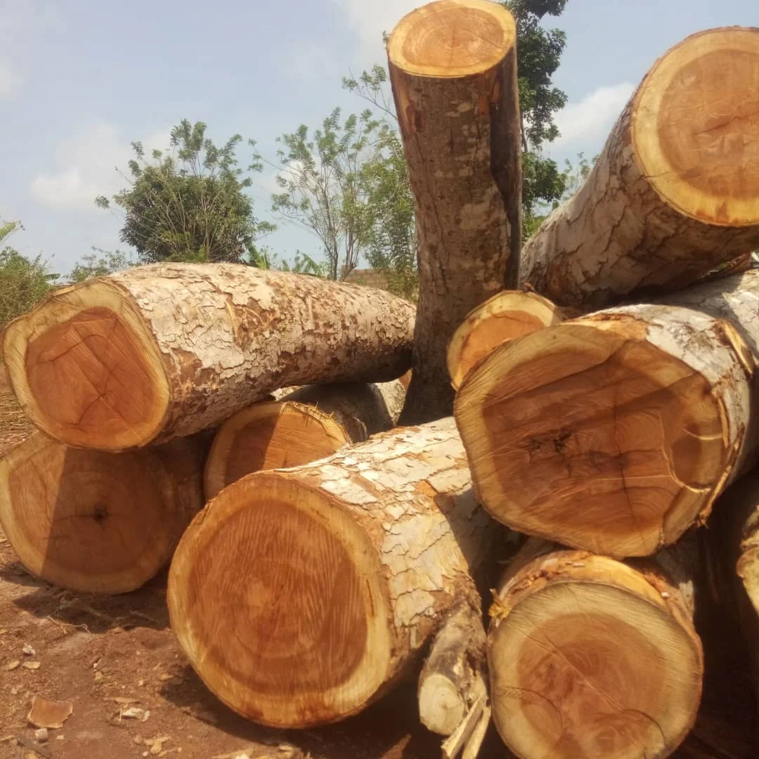 High Quality Round Teak Wood, Tali Wood, Padouk, Pine, Boxwood, Azobe Wood and Timber Logs Canada