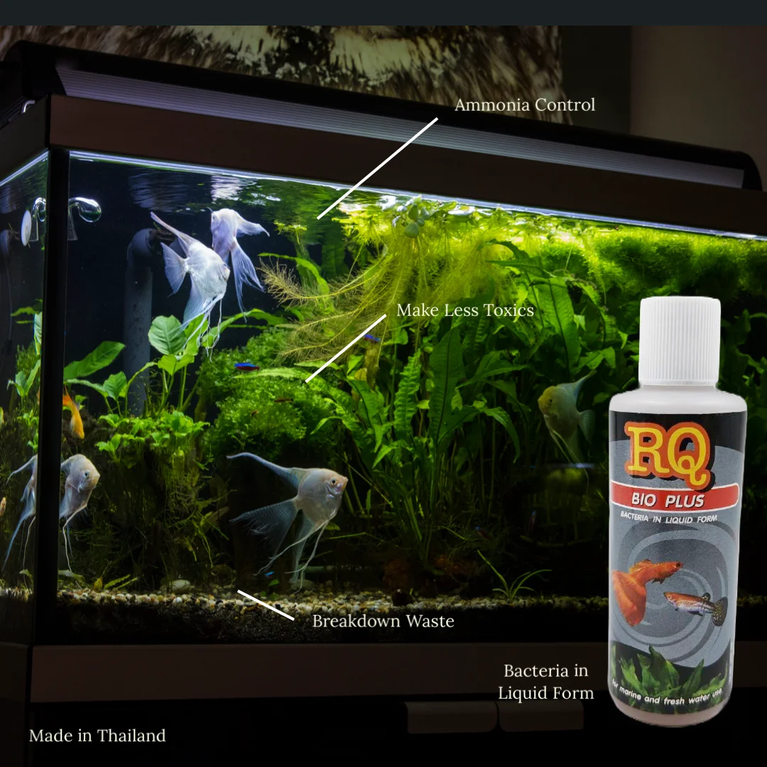 RQ BIO PLUS Bacteria in Liquid Form Volume 500 ml. Qty. 1 Dozen