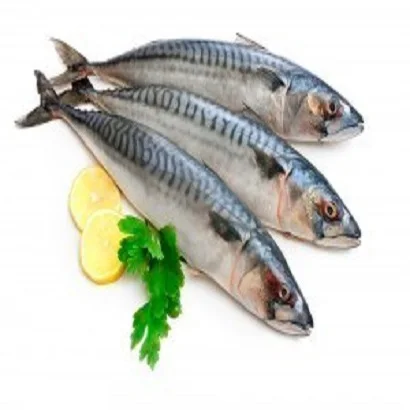 Whole Round Frozen Fish Pacific Mackerel