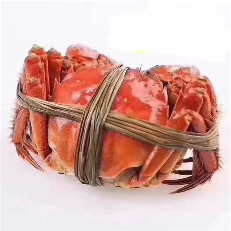 LIVE MUD CRAB FROZEN SEAFOOD