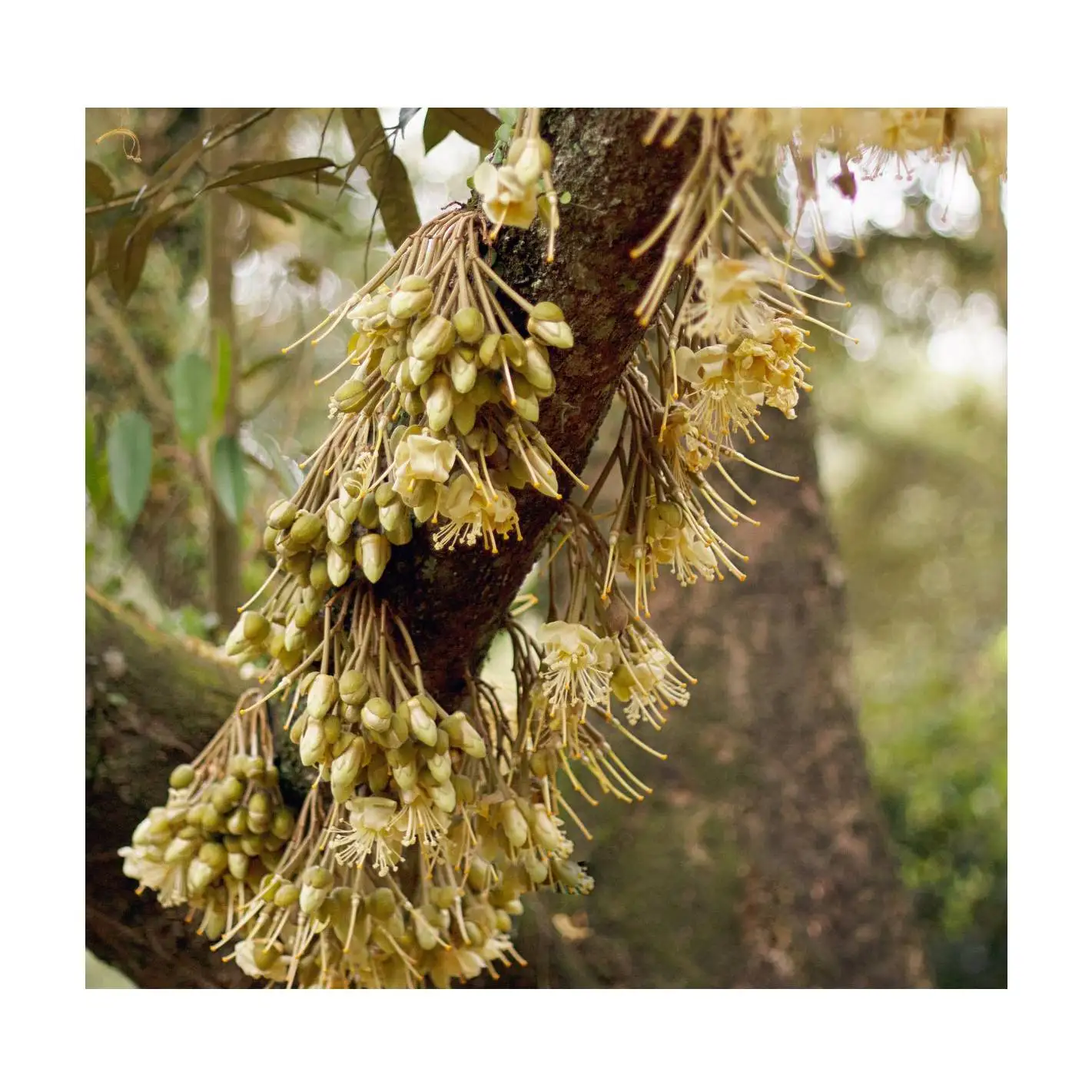 New Arrive Higher Premium Grade Orange Color Malaysia Black Thorn Delicious Flash Sales Fresh Whole Natural Fruit Durian