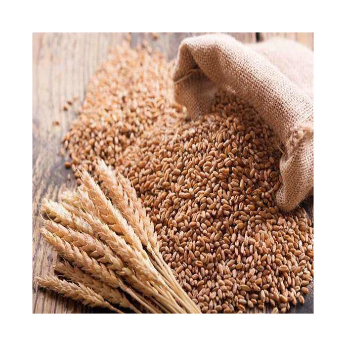 AMAZING QUALITY whole grain wheat for sale wheat grain wholesale buy wheat grain