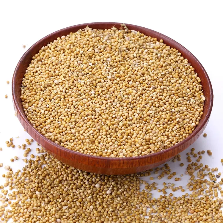 Indian Yellow Millet for Bird Feed from India
