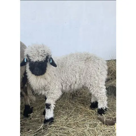 Sheep tail fat / Frozen Lamb tail fat for export/ FROZEN LAMB MEAT CARCASS