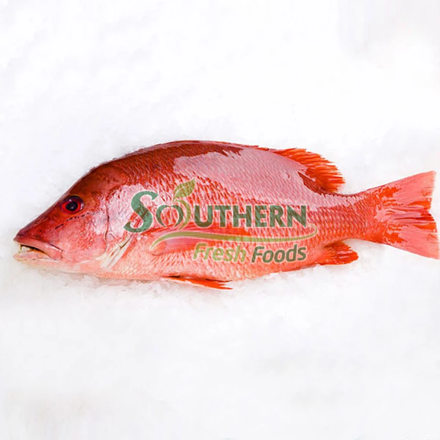 Wild Caught SFF Shelf origin style whole part life shape seafood suppliers Frozen Red Big Eye Fish WR Sea Fish from Vietnam