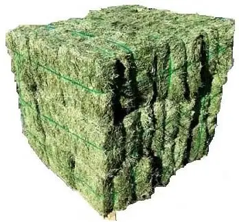 Alfalfa hay 4.jpg