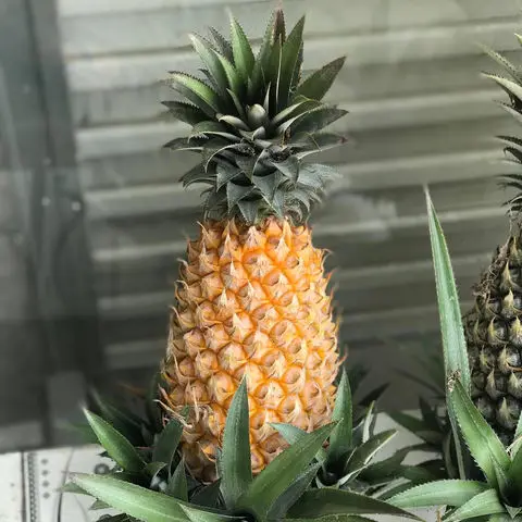 Export Quality Natural Fresh Sourness Beautiful Golden Color Super Sweet MD2 Fresh Pineapple