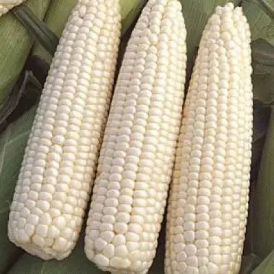 Premium Non-GMO White Maize - Bulk Grain for Human Consumption