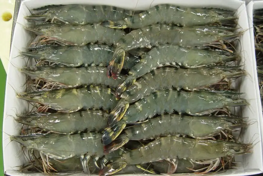 Shrimp Best Quality White and Black tiger Shrimp Export Seafood Fresh Frozen Black tiger shrimp With Cheap Price