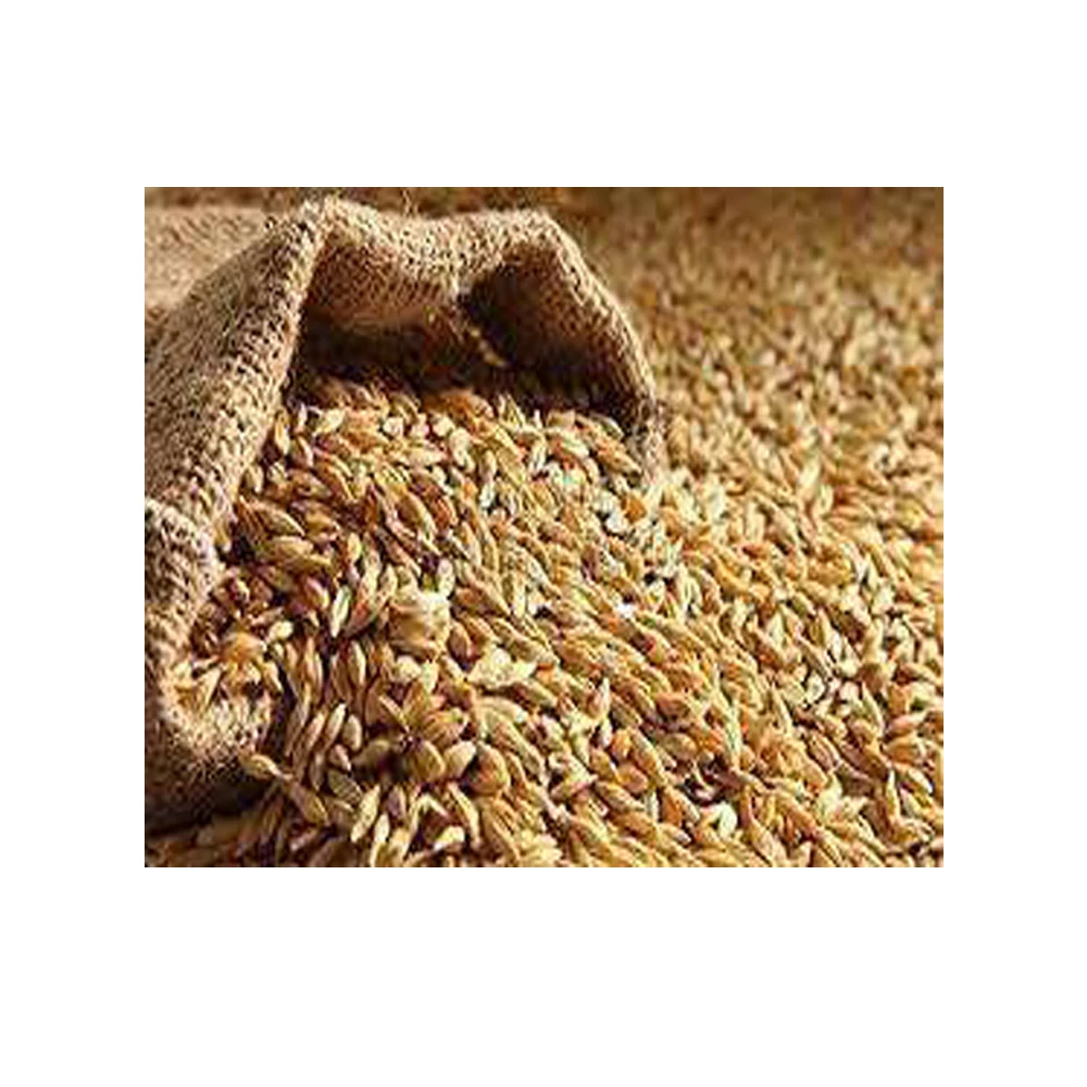 Ячменные зерна семена ячменя корма для животных