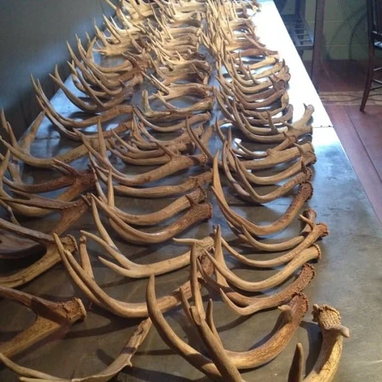 DEER ANTLERS AND HORNS