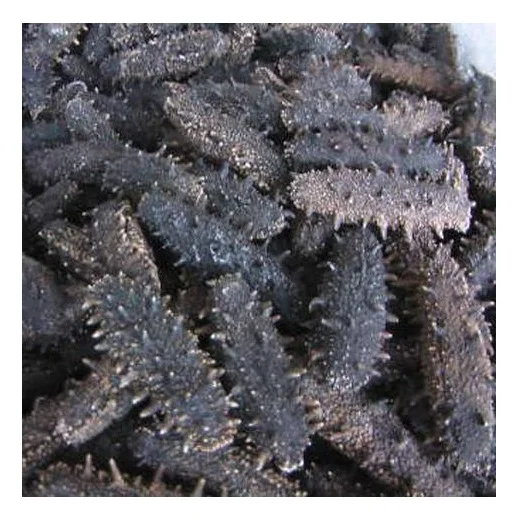 Wholesale Supplier of Dried Sea Cucumber Seafood Bulk Quantity Ready For Export