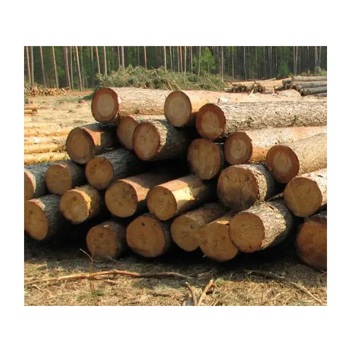 Отличные товары пиломатериалы из сосны/Пиломатериалы сосны/бревна бразильской сосны в размерах