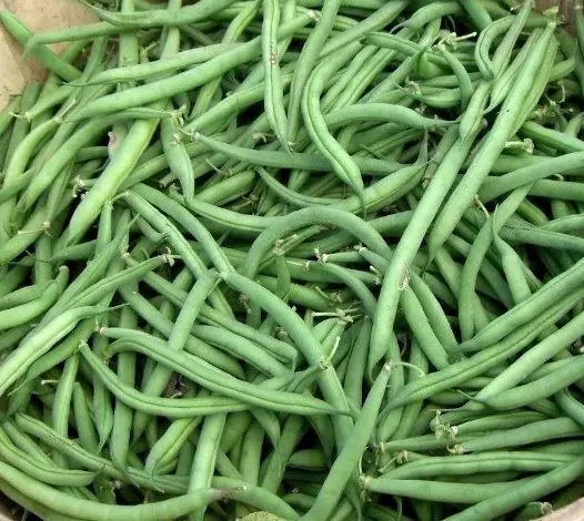 Premium Quality Food Grade  Green beans Wholesale  Bulk Style Storage Packing and Packaging ready for export