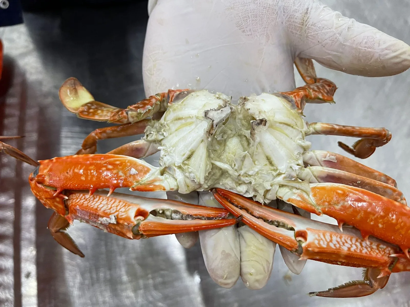 ATTRACTIVE PRICE OF TUNISIAN ORIGIN TOP QUALITY FROZEN COOKED WHOLE CRAB FREEZING BY NITROGEN FREEZER