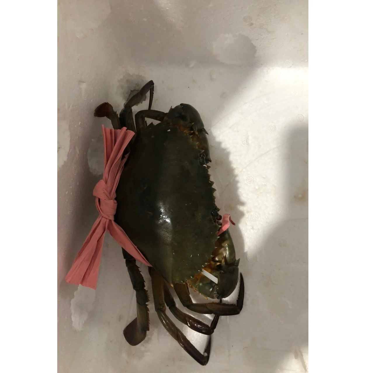 Premium Quality Exported Live Mud Crab Male Or Female Fresh Crabs For Wholesale Fresh Live Crab Live Mud Crab Live Seafood