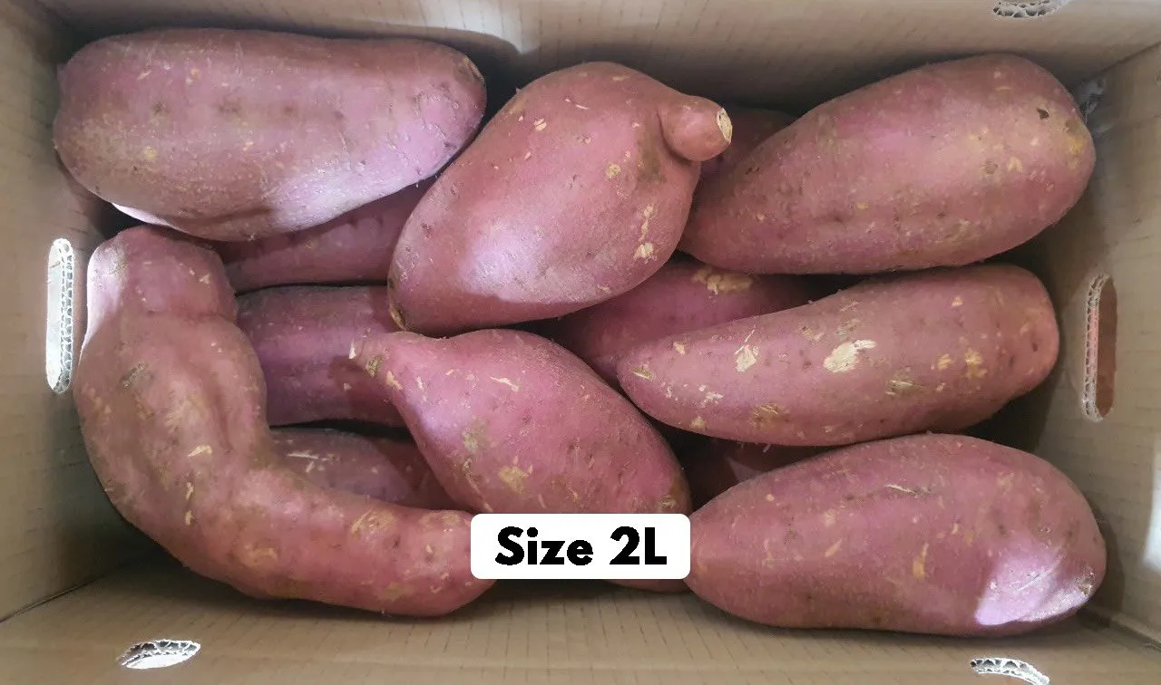 Export high quality fresh sweet potato with cheap price