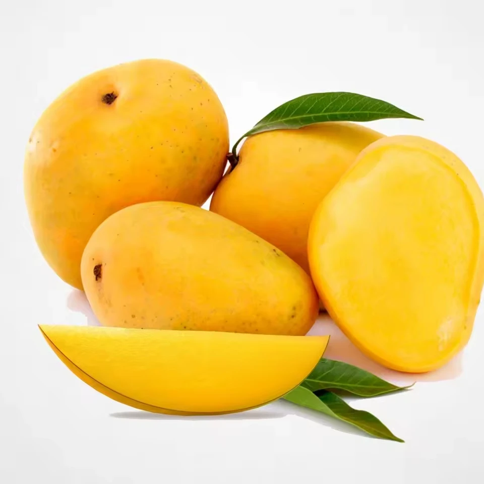 Natural Fresh Mango Pakistani Sindhri Green and Yellow Mangoes with Customized Packaging Available Yellow Mangoes OEM Service