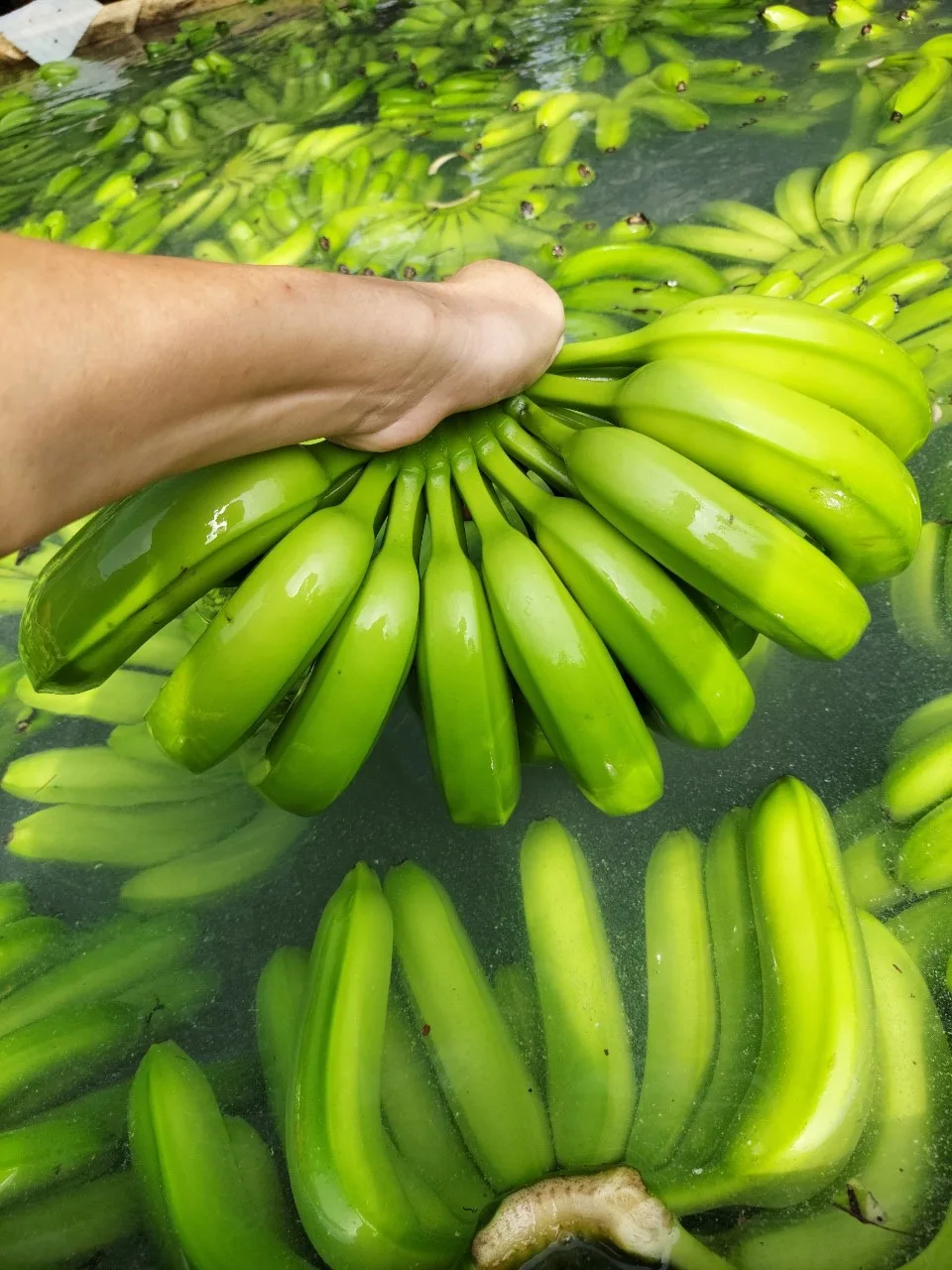 BANANAS from ECUADOR Yellow Green PREMIUM Tropical BANANA Style Cavendish Color Weight Origin Type Certificate Quality Variety