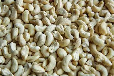 cashew nut12.jpg
