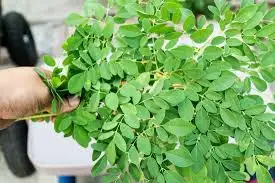 High Quality Herbals Tea 100% Natural Dried Moringa Leaves Originated from Vietnam with Low Price