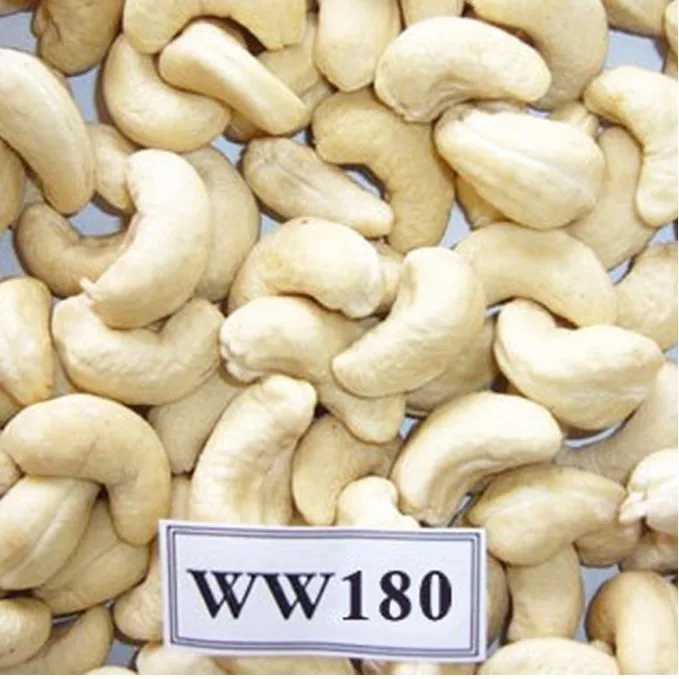 Vietnamese cashew processing facility - High quality white whole cashews 180 240 at competitive prices meeting export standards.