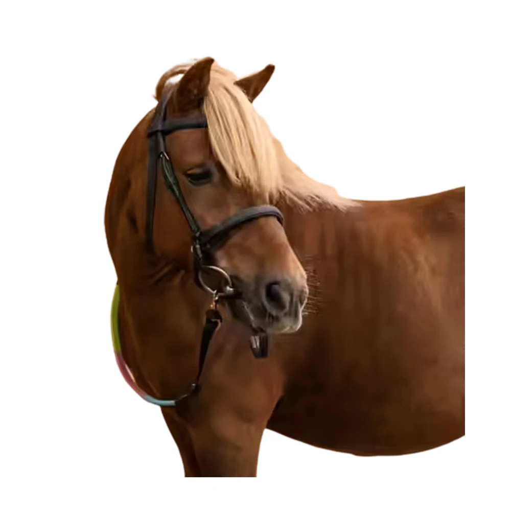 New Arrival Latest Design Horse Training Walking Reins At Best Quality From Indian Manufacture Also Bridle in Leather or PVC