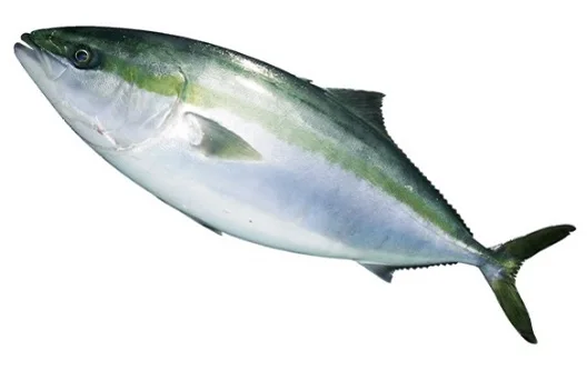 Japanese Yellowtail Fillet Frozen Fish Importers Seafood Wholesalers